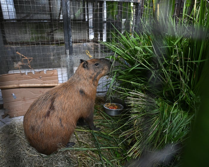 Eight arrested for ‘brutal’ attack on capybara in Brazil