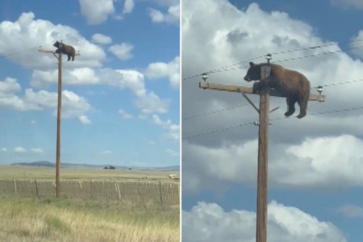 Bear stranded on top of power pole in viral video has ‘died after electrocution’