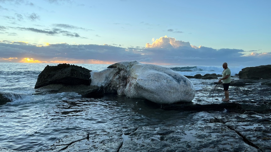 Sydney beaches closed after whale carcass attracts sharks