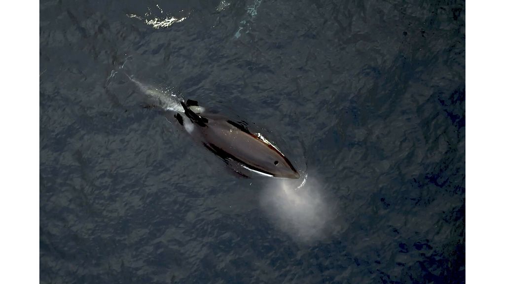 Oceaanverdrag van kracht, moet 30 procent van de zee beschermen