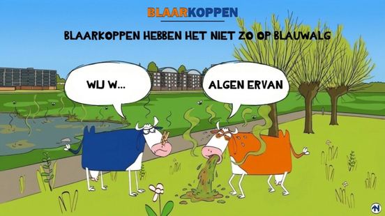 Blaarkoppen walgen van blauwalg