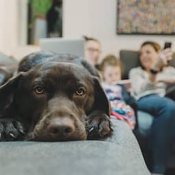 De volgende keer dat je de hond uitlaat kan de mobiel beter in je broekzak blijven