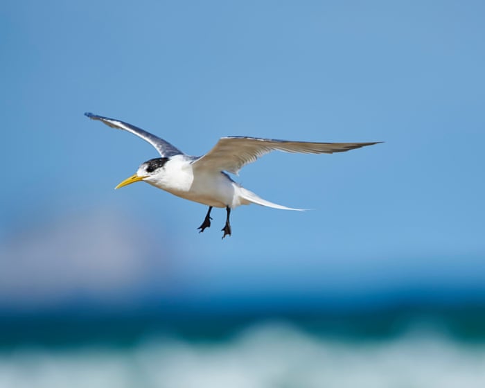 First Australian mass mortality event suspected as deadly bird flu virus rapidly escalates among native birds