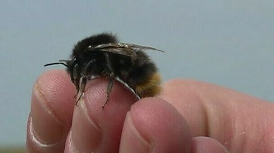 Deze zeldzame hommel zegt veel over de natuur in de Warkumerwaard: "Een veeleisende soort"