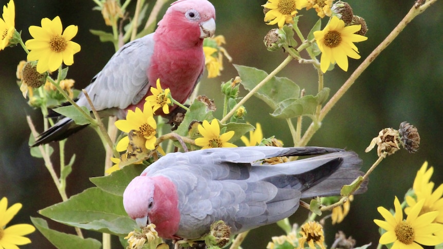 Testing underway after mass bird death in country WA