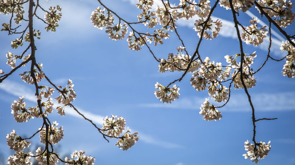 Komende dagen maartse buien: wat zijn dat?