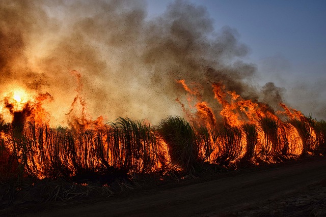 Climate change made Spanish wildfires 20 times more likely