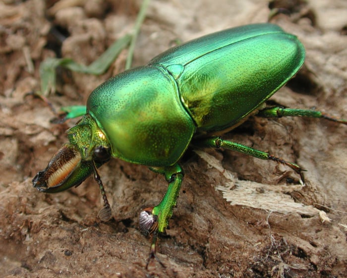 Lord Howe Island got rid of its rats and mice – now its ‘wonderful’ insect life is back