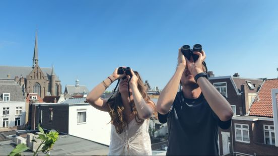 Slechtvalk gezien op de Domtoren: 'Ze eten voornamelijk stadsduiven'