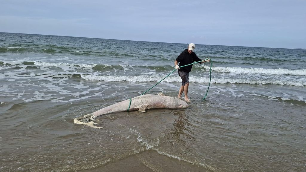 Aangespoeld dier in Zeeland blijkt zeldzame grijze dolfijn