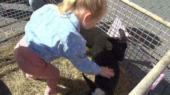 Lammetjesdag Nienoord viert de lente: 'Ik wil er wel één mee naar huis!'