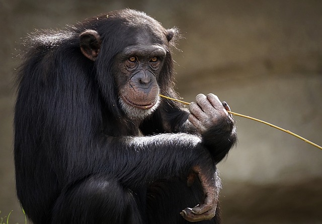 Congo-Kinshasa: Scientists Confirm New Monkey Species in Congo