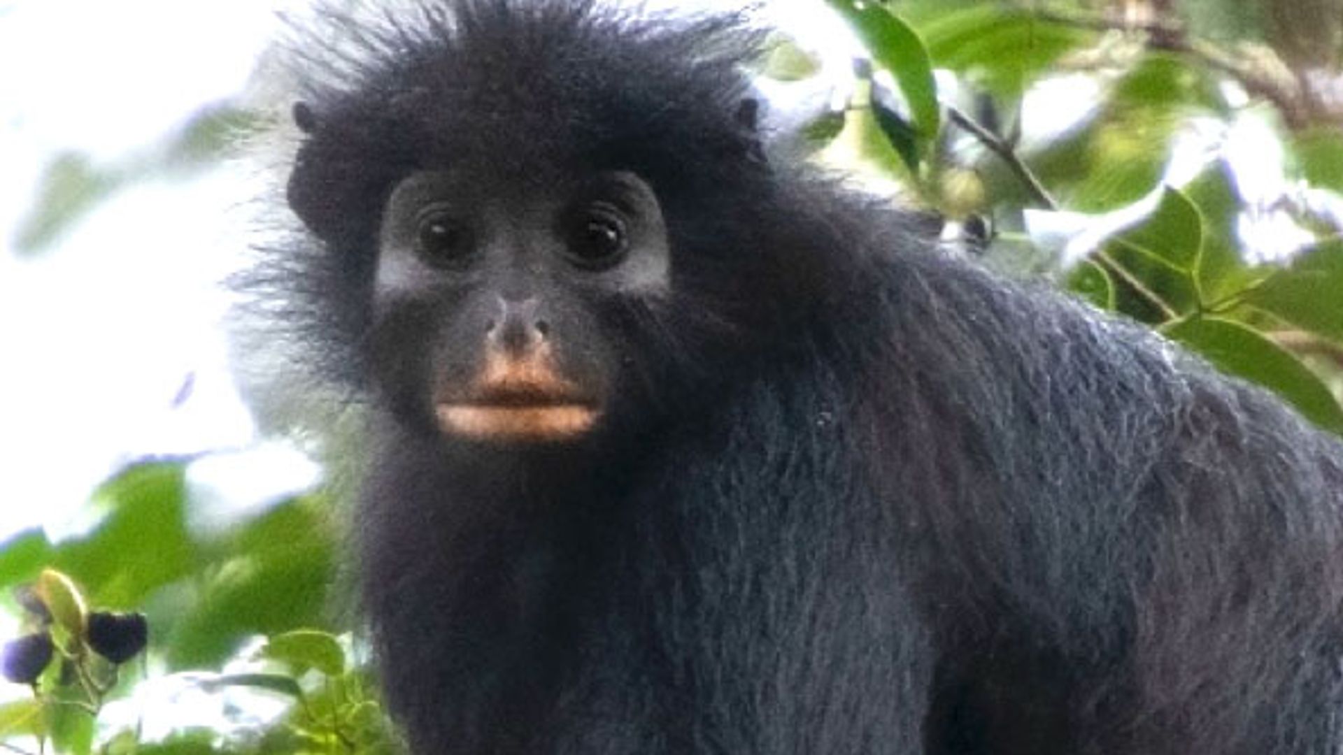 New monkey species discovered in African forest
