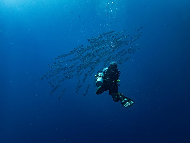 Brommers in zee