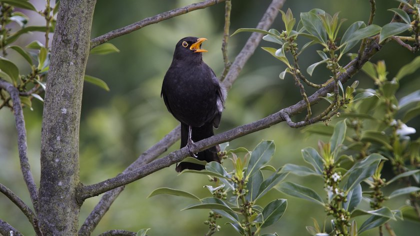 Uit wereldwijde analyse blijkt: elke zangvogel kiest uit deze acht patronen