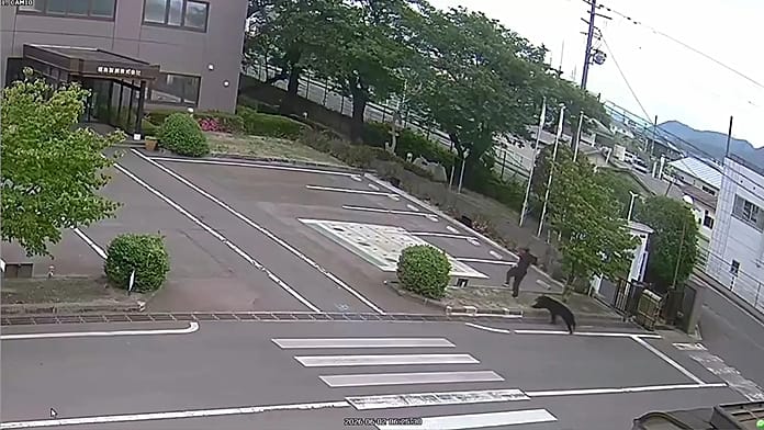 Bear injures four in residential area of Japan as annual number of attacks rises
