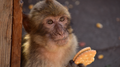 Monkeys 'learn to eat soil to cope with junk food'