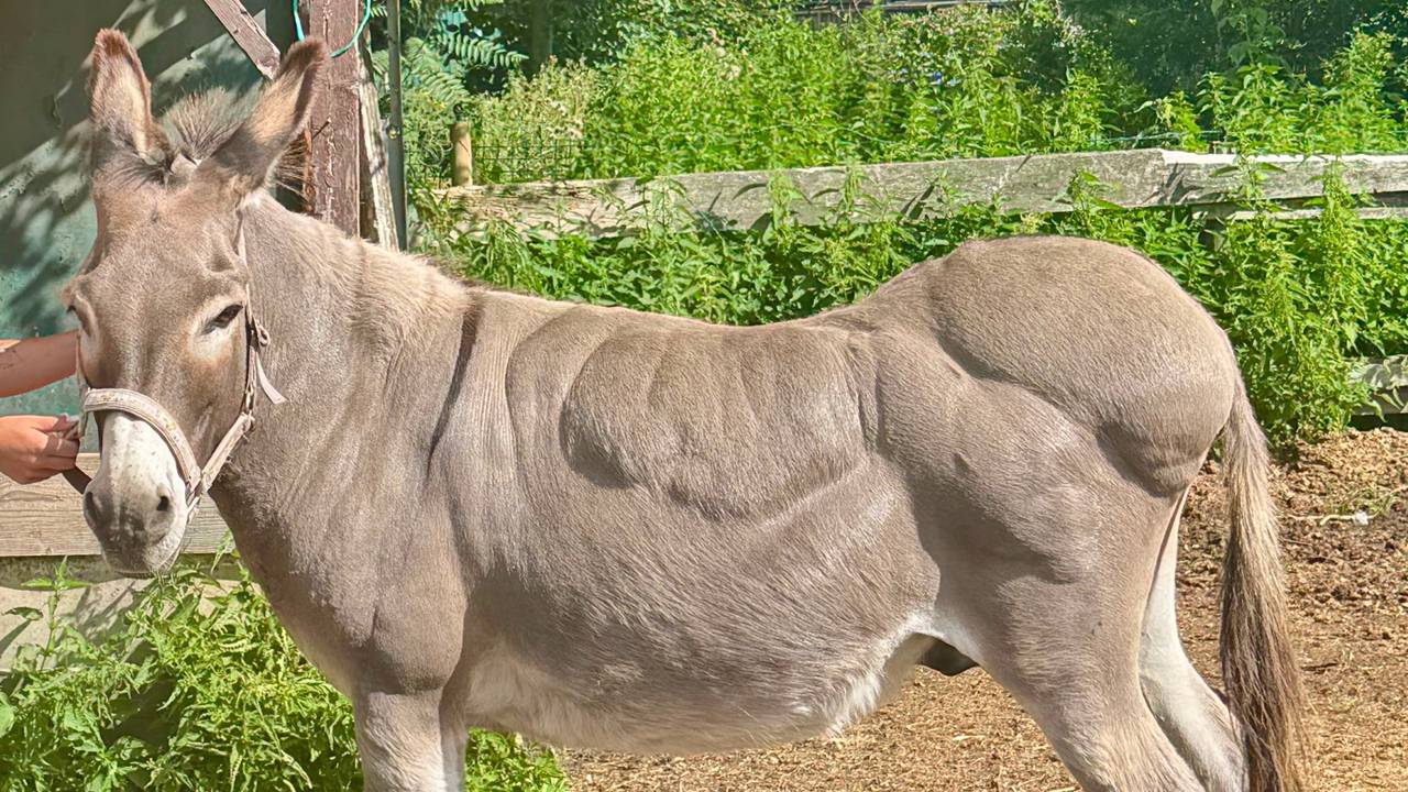 Ezel Nono was 150 kilo te zwaar: 'Mensen gaven hem te veel eten'