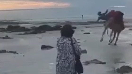 Cable Beach camel bucks tourists off during sunset ride
