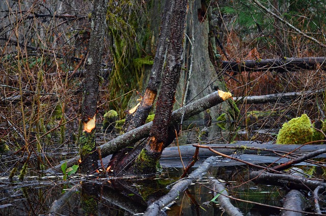 Engineers are imitating beavers to prevent flooding