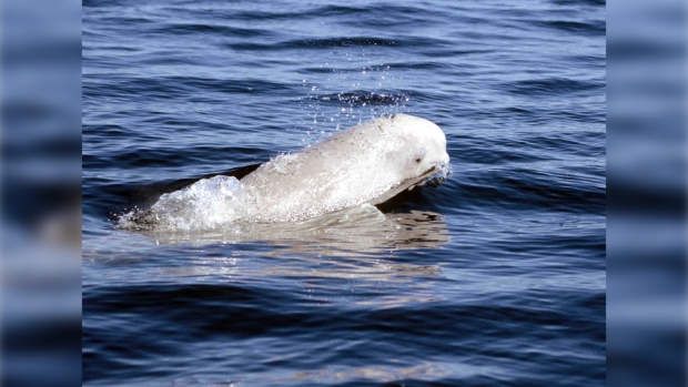 Beloega gezien bij Callantsoog