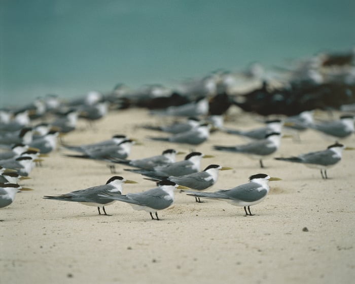 Bird flu has reached Victoria and more wildlife deaths loom. How bad could it get?