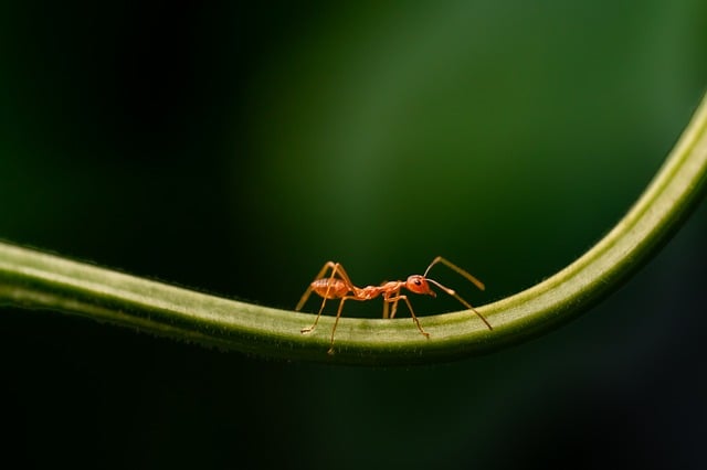 Small insects, big damage: The global ant trade is booming