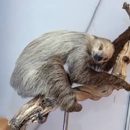 31 luiaards overleden door verwaarlozing voor opening speciaal dierenpark VS