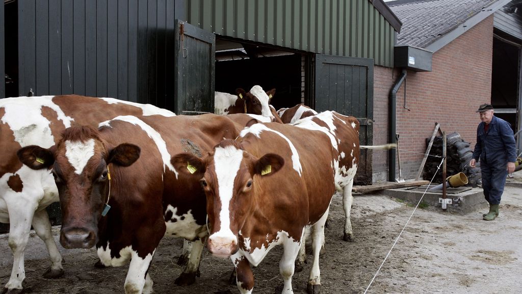 Nog altijd hoogdrachtige melkkoeien naar slachthuis, NVWA doet onderzoek
