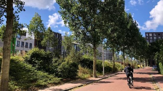 Buurtvereniging en natuurorganisatie willen kap van 26 populieren voorkomen