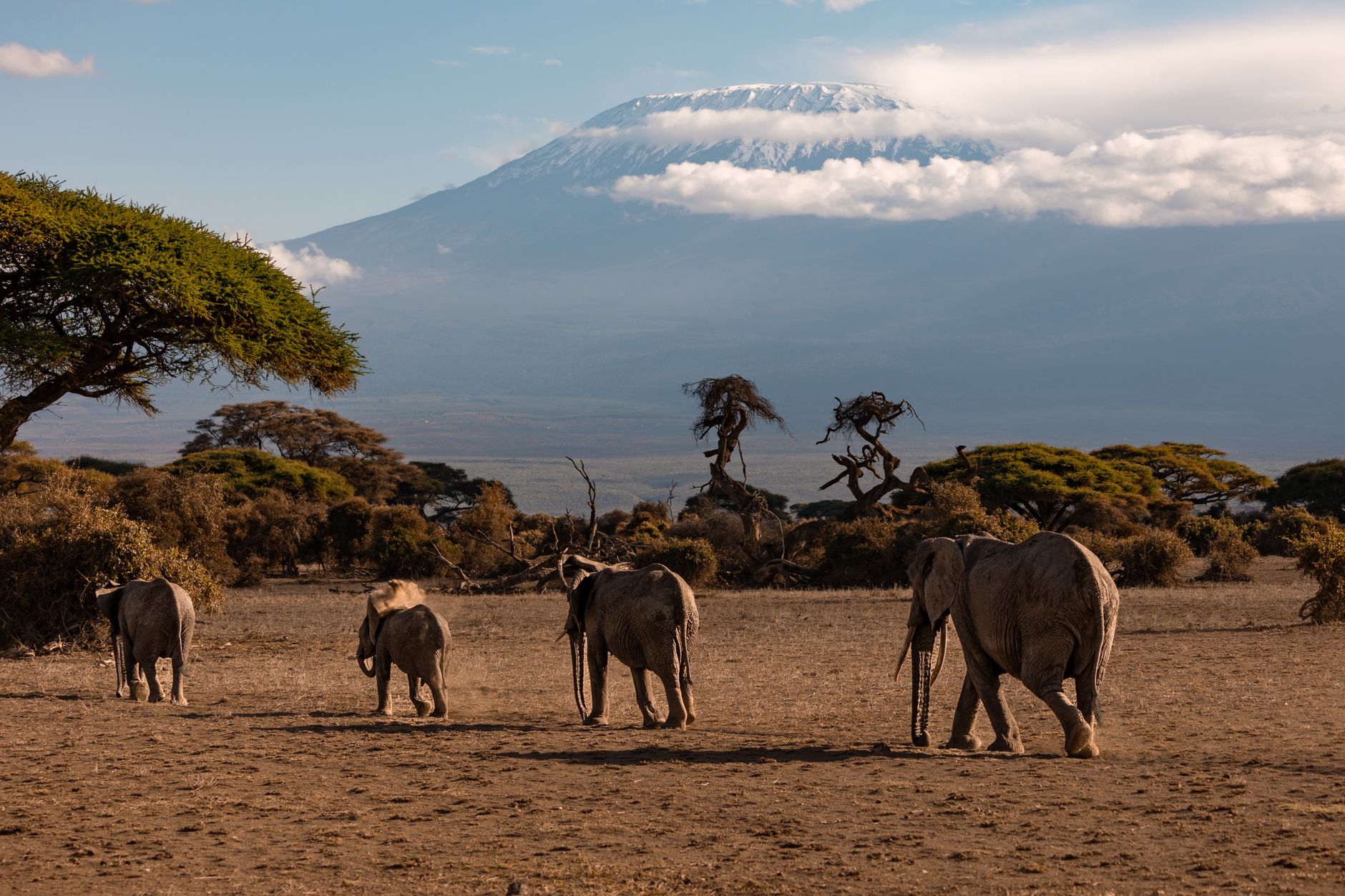 Kenia onderzoekt dood van vijftien olifanten bij Amboseli