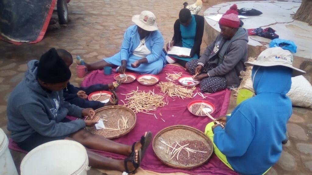 In Zimbabwe, community seed banks are reviving indigenous crops