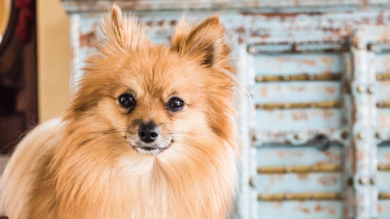 OM eist taak- en celstraf voor man uit Best voor malafide handel in puppy's