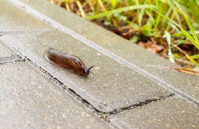 Slakkenterreur in je tuin? Met deze tips ben je ze te slim af