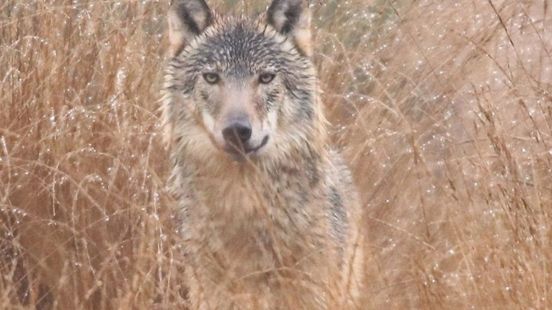 Nieuwe wolvenroedel in Gelderland
