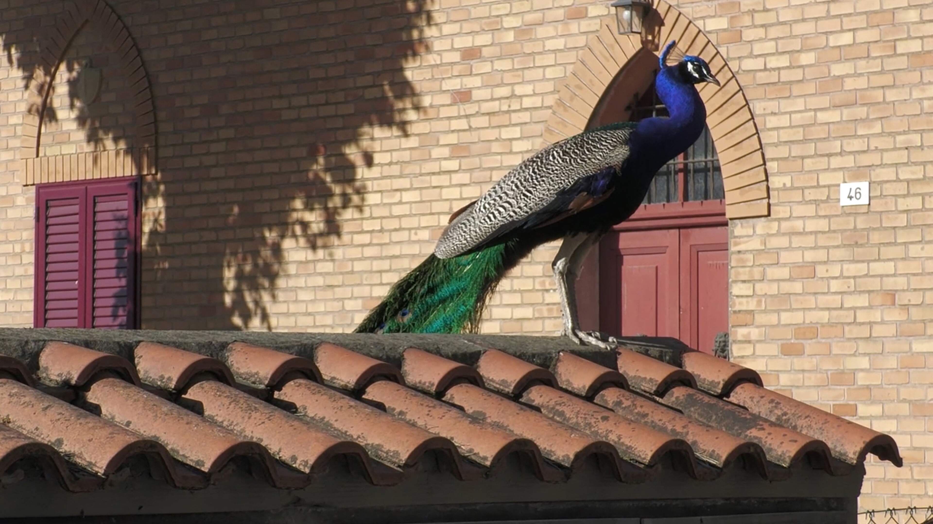 Punta Marina overspoeld door pauwenplaag: meer dan honderd dieren teisteren dorp