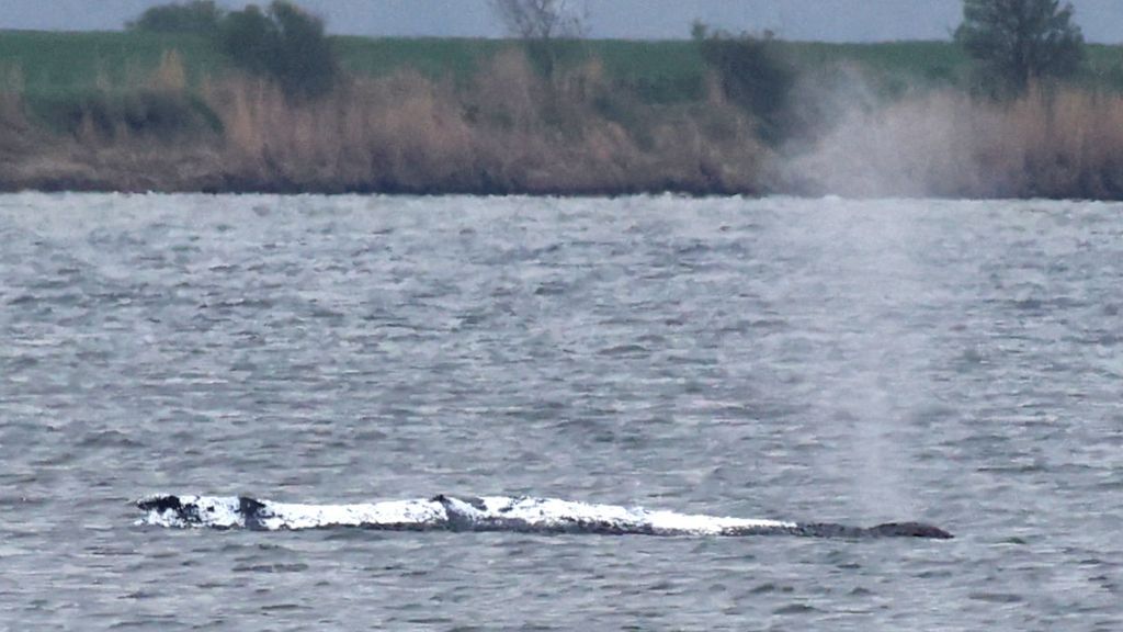 Gestrande bultrug weer vast, uren nadat hij was losgekomen van zandbank