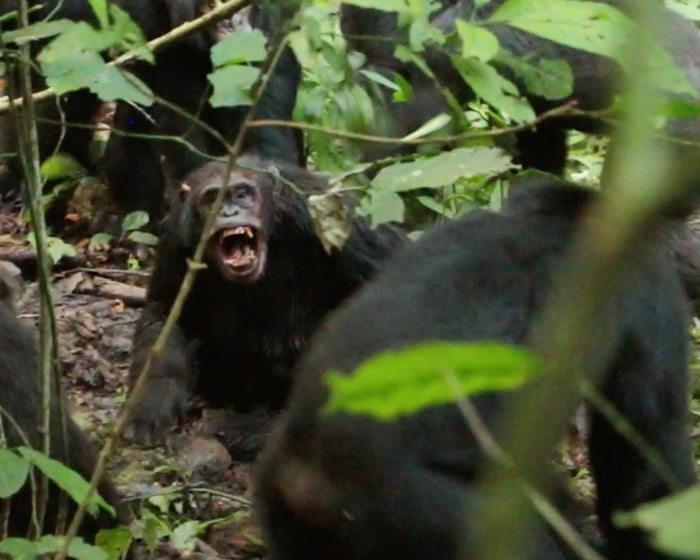 Wild chimpanzees recorded waging ‘civil war’ with coordinated attacks between two groups