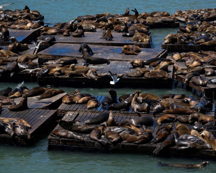 ‘Chonkers’ the large sea lion charms the San Francisco Bay area