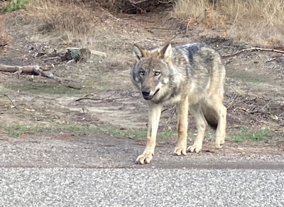 Probleemwolf Hoge Veluwe niet langer vogelvrij: provincie stopt pogingen het dier te doden