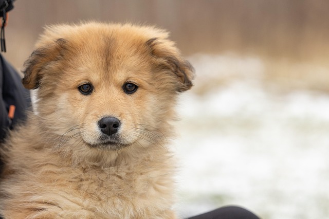 Dog rescue hires a cat to help boost adoptions
