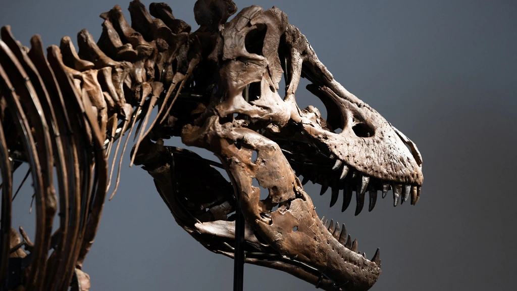 Recordbedrag op veiling voor Gus, T. rex met copyright