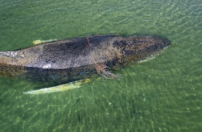 Bultrugwalvis die al dagen gestrand was voor kust van Duitsland, opnieuw vastgelopen op zandbank