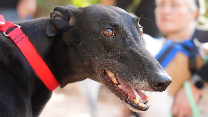 Greyhound inquiry begins as former industry insider reveals 'disgusting' dog treatment