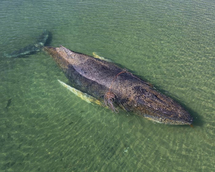 Whale stranded off Germany swims to freedom after days of efforts to save it