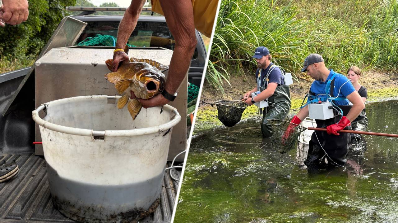 Door de modder ploegen om vissen te redden: 'Kanaal gaat echt droogvallen'