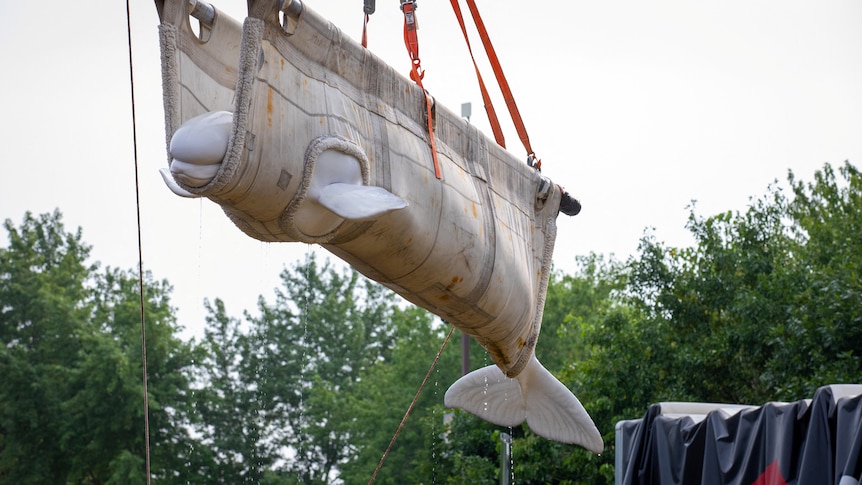 Six beluga whales make successful journey by air from Canada to US