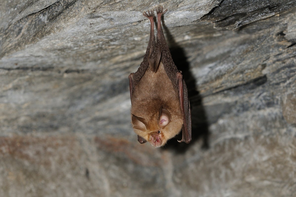 Health officials issue warning after bat with rabies lands on family’s table at a restaurant