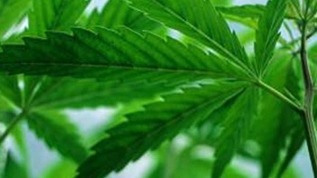 Hennepkwekerij opgerold in Waalwijk, vijf arrestaties