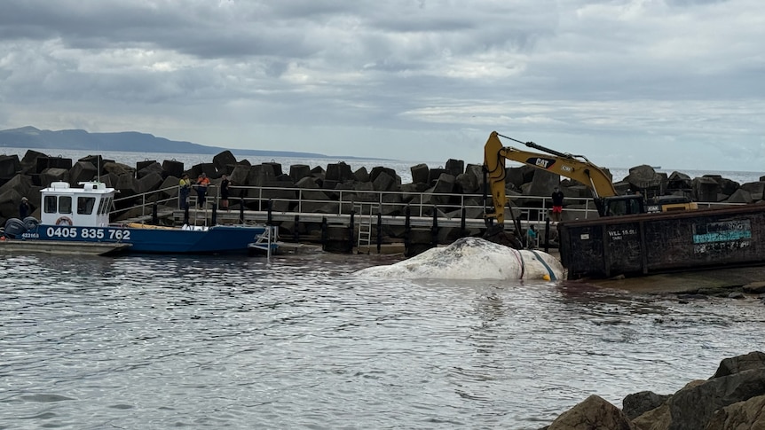 Beaches evacuated as sharks swarm towards 25-tonne whale carcass